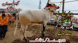 Kam Rate Waly Choty Janwar Farming Ky Liy | Gondal Mandi Attock | Fatehjangi Desi Bachry Bachriya