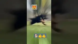 🐶cute german shepherd puppy|Old memories|#shorts#german🔥💯