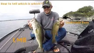 Stoked on Fishing: What are the ways to tell a Largemouth from a Guadalupe Bass?