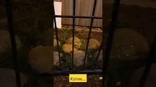 Котик...