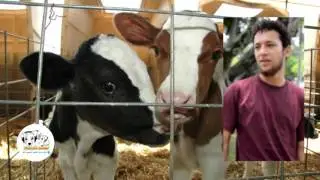 Conexi&oacute;n Animal - Qu&eacute;OpinanLosCale&ntilde;os - La vida de los animales de granja