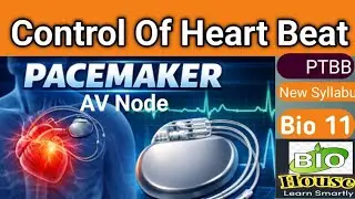 Control Of Heartbeat #Pacemaker# Bio 11#PTTB