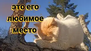 Почему, на самом деле, коты любят деревья?Интересные факты!
