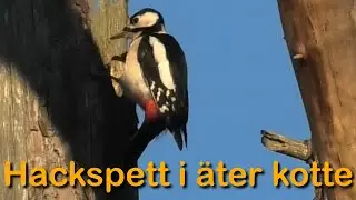 Hackspett &auml;ter tallkotte (Orust, Berg)