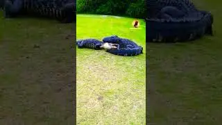 crocodile war #ytshorts #shortvideo #animal #crocodile