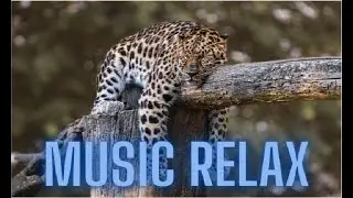 Musica de piano para dormir profundo, relajarse y mediatar
