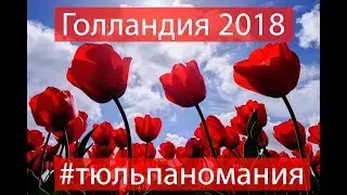 ТЮЛЬПАНОМАНИЯ!!! Голландия. Нарциссы, гиацинты, тюльпаны | Hillegom, Netherlands. Tulips.