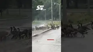 Gaggle of geese cause a traffic jam amid rainy weather in Ottawa