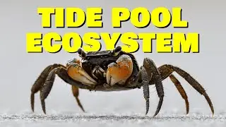 The Exciting Beach Ecosystem - Short Documentary