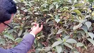 নালুয়া চাবাগানের একটু দূরে চাঁদপুরে আর চণ্ডীছড়া টিলার কাছে রামগঙ্গা খাল।