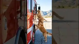 Golden Retriever Mom and Puppy Save Firefighter #dog #goldenretriever #animals