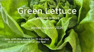 Plant Signals #05  Green Lettuce &mdash; Enchanted Fore