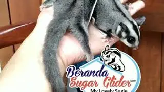 Anakan Joey Sugar Glider Obess