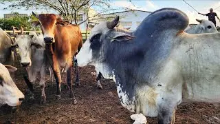 FEIRA DO GADO EM CARUARU-PE  22-07-2025 #nordeste