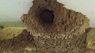😮Housing Scheme of Tiny Swallow Birds without  engineers 🏠!!#Birds#Swallow/Swift Birds Nests