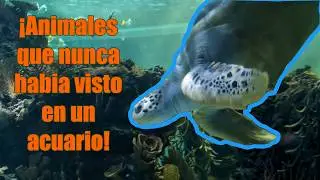 ¿Vale La Pena Visitar El Acuario Inbursa? 🐟 Descubre Sus Peces Más Increíbles