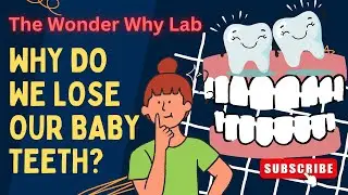 Science for Kids: Why do we lose our baby teeth? | The Wonder Why Lab