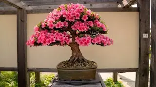 The Melvyn C. Goldstein Bonsai Garden Opening Ceremony