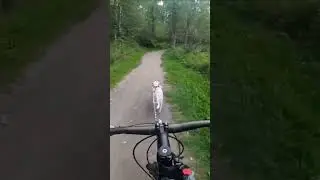 Pick Your SPEED!!!! #bikejoring #adventure #dog #fun #dogs