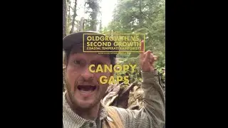 Oldgrowth vs Secondgrowth Forests: Canopy Gaps