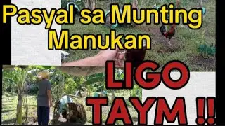 PAANO AT KELAN MAGPALIGO NG MANOK ? DISKARTENG BACKYARD 💪