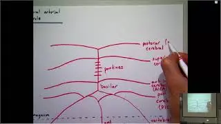 Cerebral Arterial Circle