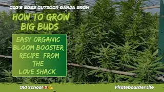 ODG&rsquo;s 2023 OGG How to Grow Big Buds&hellip;Easy Organic Bloom Booster Recipe from the Love Shack