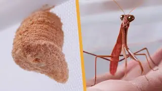 From Egg to Adult: A Year's Filming of A Praying Mantis