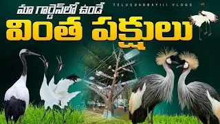 మా గార్డెన్ లో ఉండే వింత వింత పక్షుల్ని చూడండీ ॥ Look at the strange birds in our garden ॥#birds