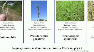 Angiospermas, ordem Poales, fam&iacute;lia Poaceae, pe&ccedil;a 4 rytidosperma maxima japonica indica viridis
