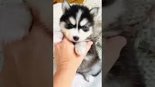 Pomsky puppy