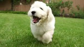 Dog outdoor play