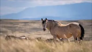 Auf den Spuren wilder Mustangs - Mc Cullough Peaks Wyoming