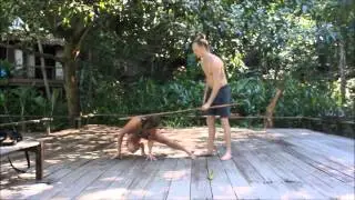 Zen Archer