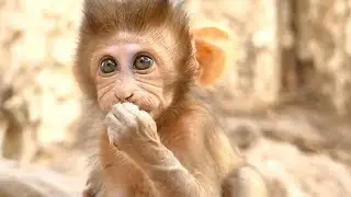 Baron Baby Monkey So Hungry Begging Milk Mother Get Weaning No Milk | Monkey Crying
