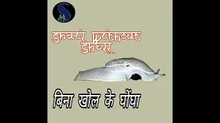 Assam Snail ( Hamuk ) | घोंघा