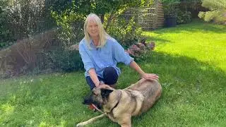 Retired Dorset Police Dogs: What happens next?