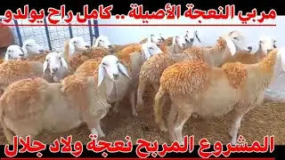 🔴 لمن يريد الاستثمار في مشروع تربية المواشي : متوفر مجموعة هائلة للبيع خاصة بنعجة ولاد جلال الأصيلة 
