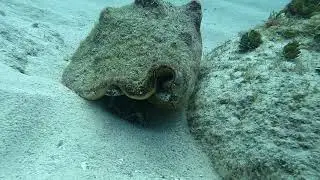 Conch Walking - Real life Gary. Wait for it. #conch #walking  #littlecayman #DonateforaDream