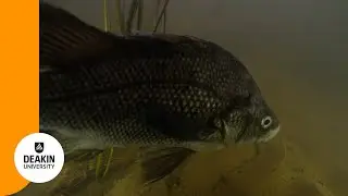 Passion For Perch