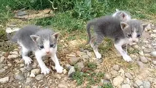 Nature - when a setter dog finds abandoned-orphaned kittens -Σκυλί Σέττερ βρίσκει ορφανά γατάκια