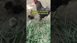 #chicken 🐓 on this hot weather #lay eggs 🥚#farming #poultry