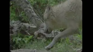 WOLVERINE AND WOLF STAND OFF