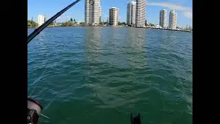 Gold Coast broadwater fishing charter