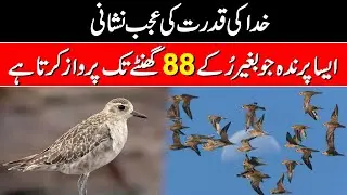 Migration of Golden plover in Urdu.