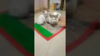 Even if I give crores of rupees, will I get the love you gave me..😍 #cat love #baby cat #trending #shorts