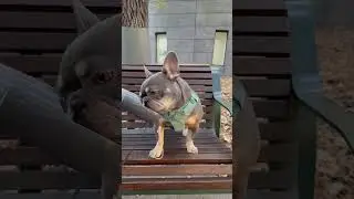 This Frenchie Needs a Drink&mdash;NOW! #dog #frenchbulldog #funnydogs