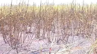 SUGAR ECONOMY