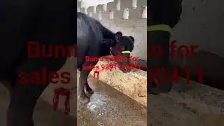 Top quality bunni buffalo for sales