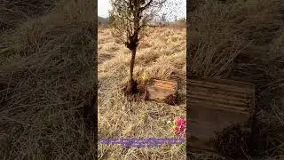 Collecting Wild Bees on a Tree